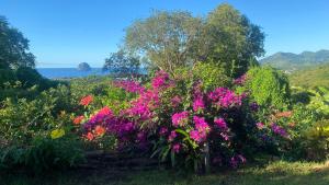 un giardino con fiori rosa e l'oceano sullo sfondo di PAVILLON TI GEMME LE DIAMANT a Le Diamant