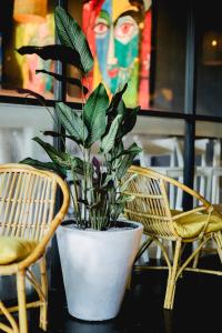 a plant in a white pot on a table next to two chairs at Sugar Hostel Weligama - Coliving & Coworking in Weligama