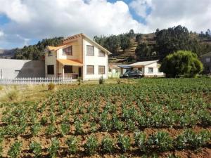 a house in the middle of a field of plants at Lago Sagrado Titicaca - Casa de Campo & Agroturismo in Huayllara