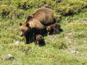 a brown bear with two cubs in a field at Ceraca in Pola de Somiedo