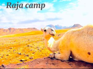 a camel sitting on the ground in the desert at Raja camp in Wadi Rum