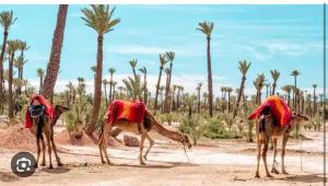 馬拉喀什的住宿－Chez Alex，三个骆驼站在沙漠中,上面有红色的盖子