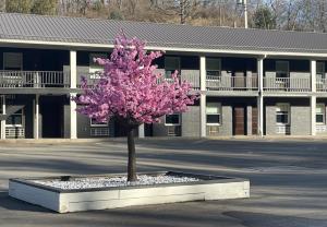 a tree with pink flowers in front of a building at Luxor Inn & Suites, a Travelodge by Wyndham in Elkins
