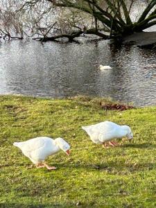 two white ducks walking on the grass near a lake at Relaxing Woodland Retreat in Eaton