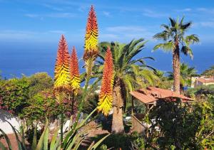 un grupo de plantas floridas con el océano en el fondo en Villa Larnia de Tenerife, en Sauzal