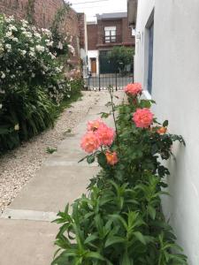 a plant with pink flowers next to a sidewalk at Dto tres personas mas elegido wifi libre-acepta mascotas-parrilla-piscina-reposeras-terraza solarium in Mar del Plata