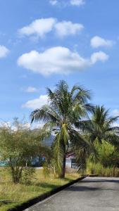 a palm tree on the side of a road at Yamad Homestay Langkawi in Kuah