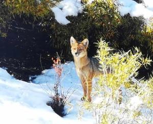 um gato parado na neve em Casa de montaña San Francisco em Los Andes