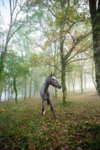 Afbeelding uit fotogalerij van Cabane de La Mésange in Auriac-du-Périgord
