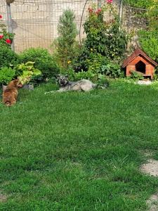 un chien pondant dans l'herbe dans une cour dans l'établissement MYONNA Style Slobozia, 