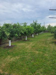 a row of apple trees in a field at MYONNA Style Slobozia 