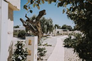 a tree in the middle of a road at Masseria La Macina in Fasano