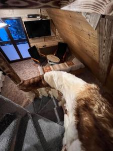 una habitación con vistas a un perro tirado en el suelo en Apartamenty i Domki Taterka, en Kościelisko