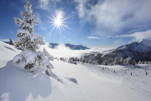 un árbol cubierto de nieve sobre una pendiente cubierta de nieve en VALDISOLE-home, en Ossana