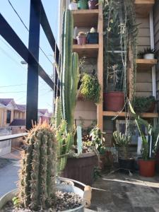un grupo de cactus y otras plantas en un patio en Tu espacio Re - Departamento con encanto, en Santiago