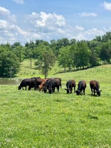 um efectivo de vacas a pastar num campo de relva em Bourbon Trail Cabin on the Farm em Lawrenceburg