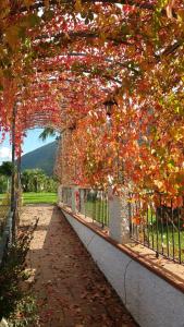 Ein Baum mit roten Blättern an einem Zaun in der Unterkunft Villa Nasti Luxury Bed Taurasi Room in Nocera Inferiore