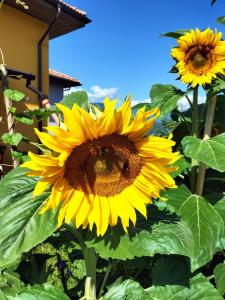 Fotografie z fotogalerie ubytování I girasoli v destinaci Sanzeno