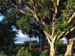 A garden outside EL-CACIQUE-guesthouse-since-2003