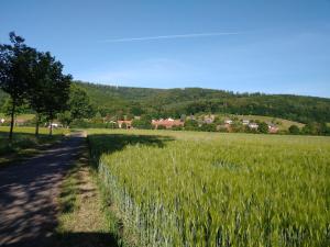 un campo de hierba verde alta junto a una carretera en Ferienhaus -Wesertal en Gottstreu
