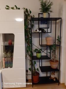 a black shelf with potted plants on it at Vienna Lion Apartment in Vienna