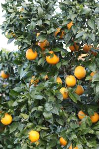 a bunch of oranges growing on a tree at Zambujal Suites in Sesimbra