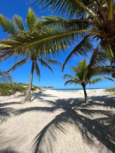 伊列烏斯的住宿－Casa com vista mar. Um paraíso próximo à praia!，两棵棕榈树,位于沙滩上,与大海