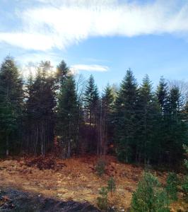 Naturlandskabet i nærheden af lejligheden