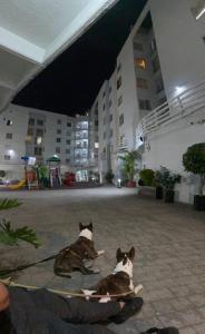 two dogs sitting in a courtyard at night at Habitación en departamento muy céntrico in Mexico City