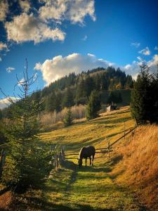 Ein Pferd weidet auf einem Feld mit einem Zaun in der Unterkunft "Глиняна хатинка" in Beloberëzka