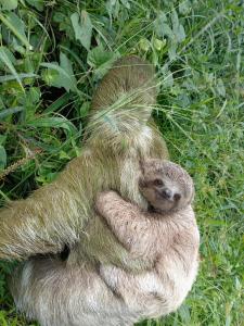a baby sloth sitting in a ball of grass at Casa areno lodge in Bijagua