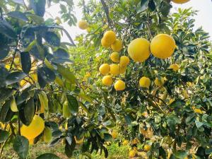 un montón de naranjas colgando de un árbol en hằng hiên hotel, en Lục Ngạn