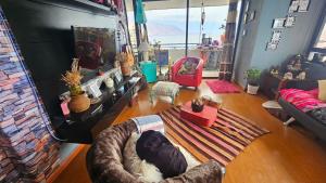 uma sala de estar com um cão deitado no chão em Habitación duerme y disfruta junto al mar em Iquique