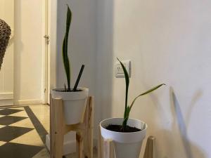 due piante in vasi bianchi seduti in una stanza di Totem a Mar del Plata