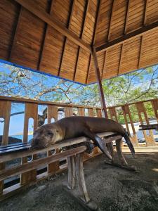 a seal laying on a bench under a roof at Flor's House in San Cristóbal