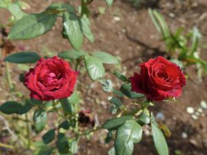two red roses on a plant with green leaves at Bois Gournable in Rodrigues Island