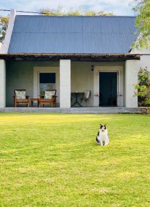 艾伯特親王鎮的住宿－Vergeet-My-Niet，坐在房子前面的草上的一个猫