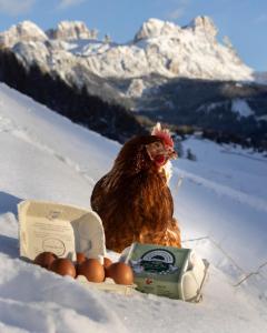 a chicken sitting next to a box of eggs in the snow at Lüch Da Pćëi in San Cassiano