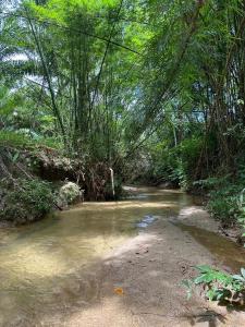 a small stream in the middle of a forest at บ้านสวนริมธาร โฮมสเตย์ ท้ายเหมือง พังงา 