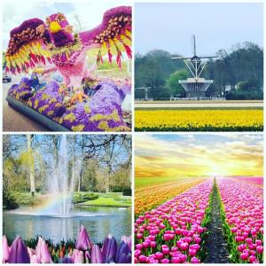 a collage of four pictures of flowers and a fountain at B&Bslapenopeeneiland in Kaag