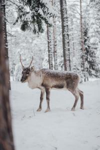 a deer with antlers standing in the snow at Stylish house in the heart of Lapland in Tornio in Tornio