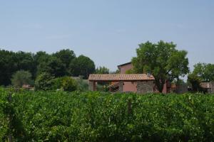 einen Weinberg mit einem Haus im Hintergrund in der Unterkunft Agriturismo La Casa Del Mandorlo in Monzambano