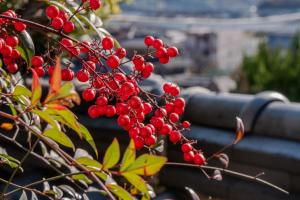 un montón de bayas rojas en un árbol en Tamashima Tea Room – MAX 8ppl, PA / BBQ available 