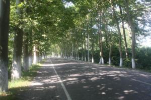 una carretera bordeada de árboles a ambos lados en Poti Hotel, en Poti