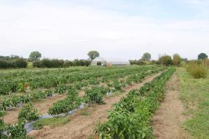 un campo de plantas verdes con un granero en el fondo en Agriturismo La Valbona, en San Martino Siccomario