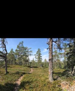 un camino de tierra en un campo con árboles en Hytte til leie på Budor, en Nordset