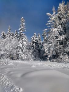 a snow covered forest with snow covered trees at Kolimechkov Apartments Borovets in Borovets