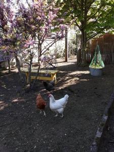 a group of chickens walking around in a yard at Charmante maison, 40mn de Paris in Triel-sur-Seine