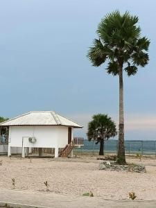 賈夫納的住宿－Palm Beach Resort Ceylon，棕榈树和海滩上的一座建筑