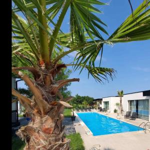 uma palmeira ao lado de uma piscina em Luxury Villas Giardino Lozenetz em Lozenets